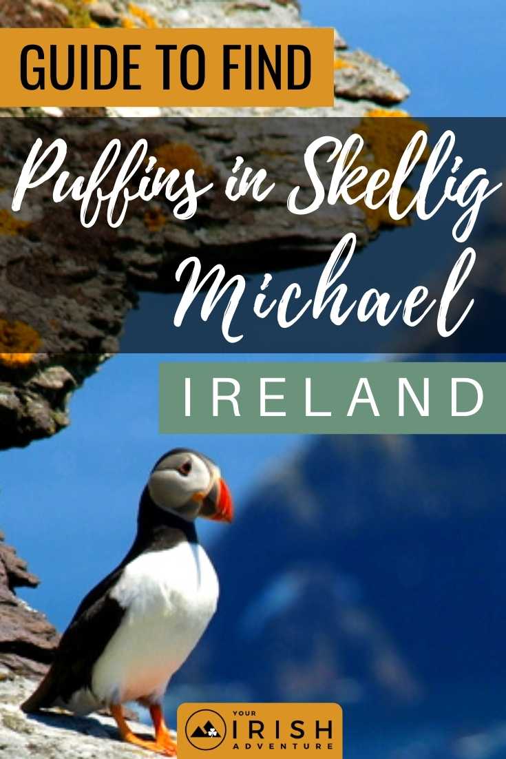 Guide To Find Puffins in Skellig Michael, Ireland