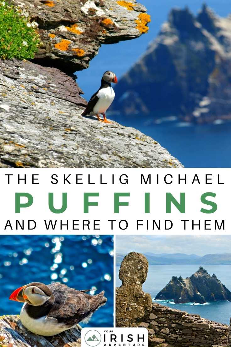 The Skellig Michael Puffins And Where To Find Them