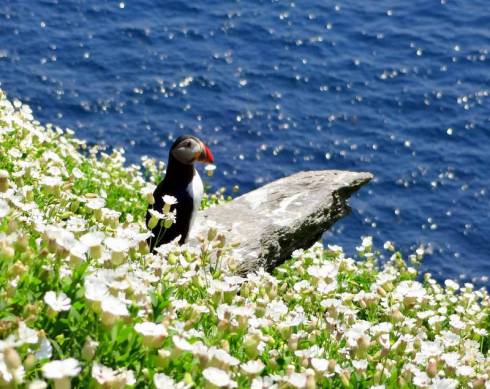 skellig michael puffins