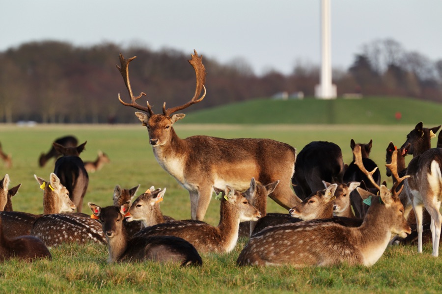 phoenix park deer dublin