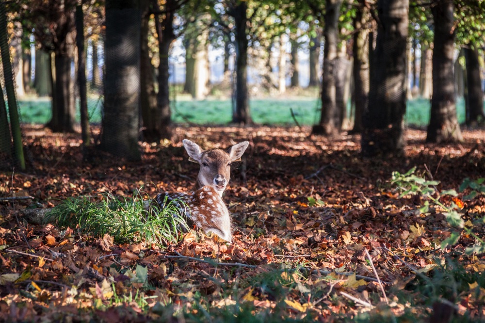 phonenix park deer dublin