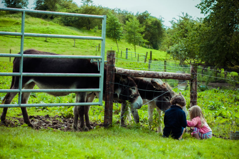 Visit a farm in Ireland