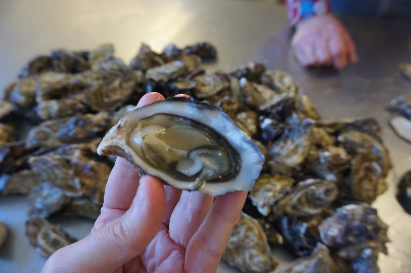 clare oysters