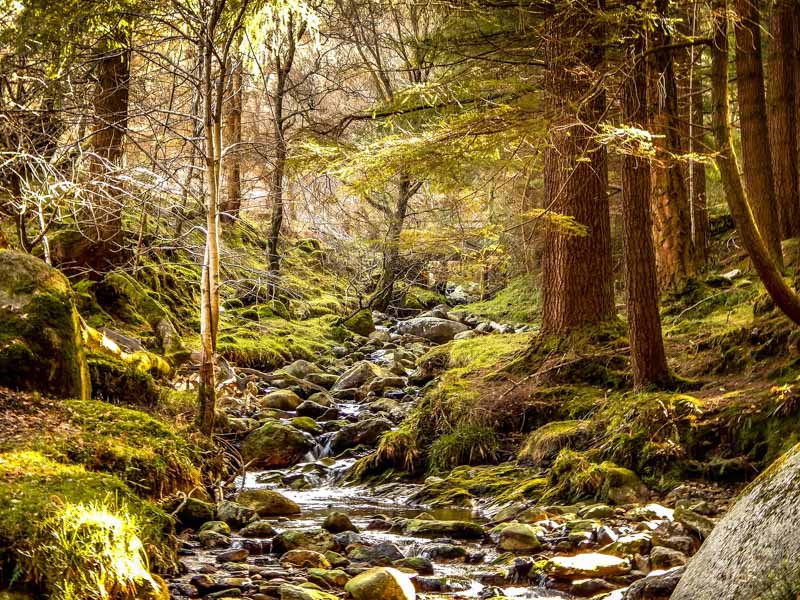 Glendalough Stream