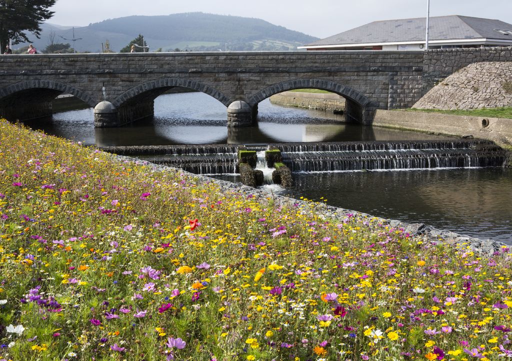 A field full of flowers in the Most Beautiful Towns In Northern Ireland