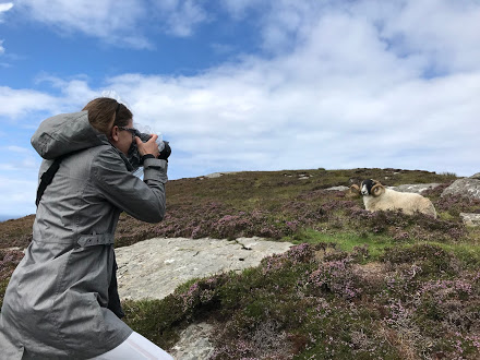 SHeep on Slieve League