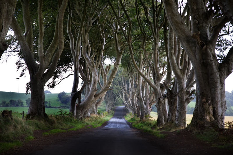 The Dark Hedges