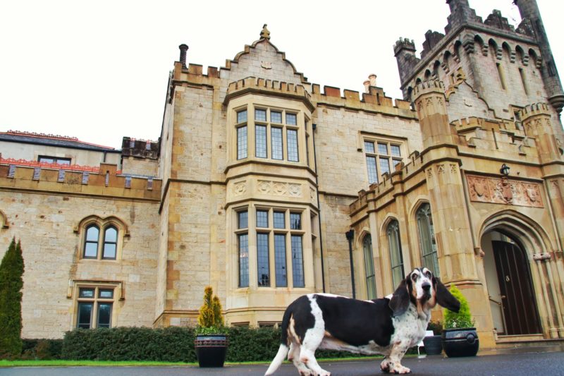 Dog Friendly Hotels in Ireland