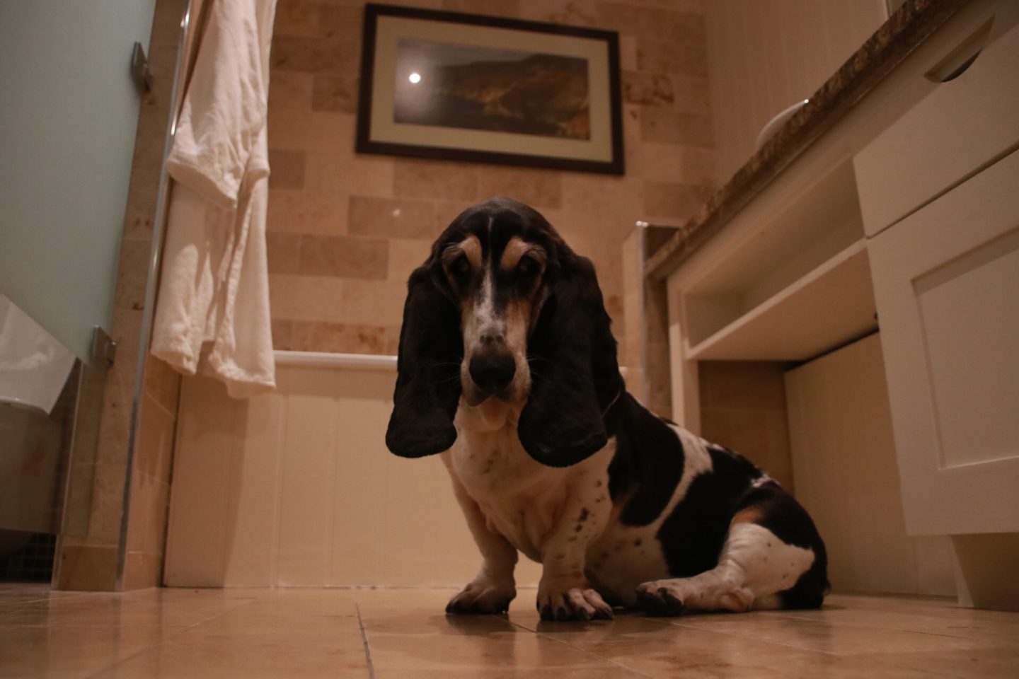 Dog friendly hotels ireland bathroom