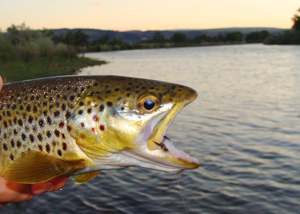 Beautiful Brown Trout