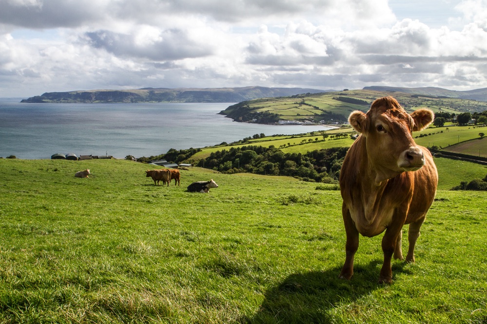 farm fresh food in ireland