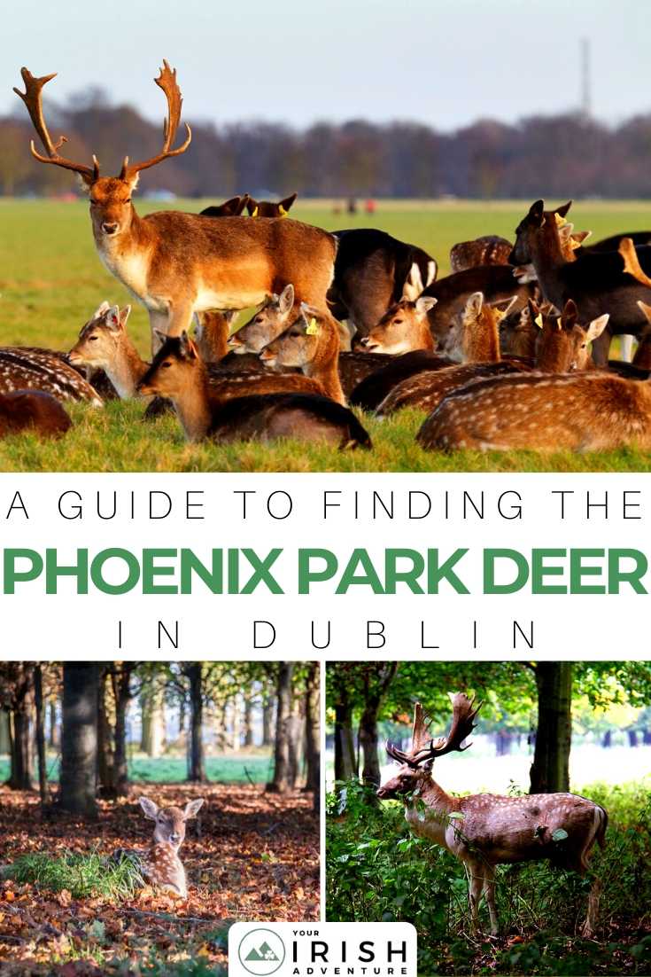 A Guide To Finding The Phoenix Park Deer In Dublin