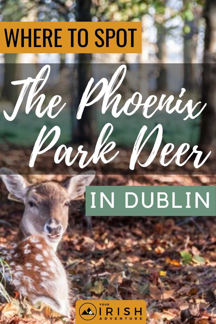 Where To Spot The Phoenix Park Deer in Dublin