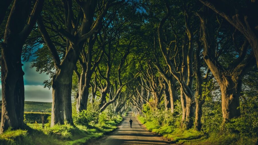 dark hedges game of thrones