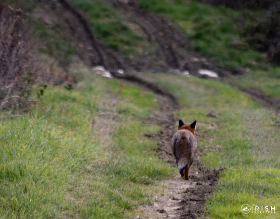 Fox on Howth Trail