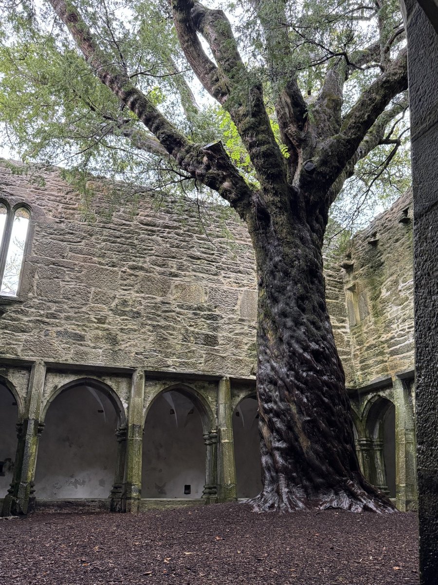A 600-year-old yew tree growing through the ruined cloister of Muckross Abbey in Killarney National Park