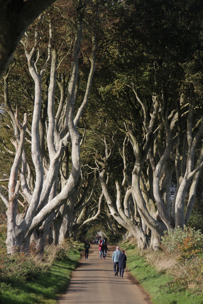 Visitors walking through the Dark Hedges beech avenue in autumn, County Antrim