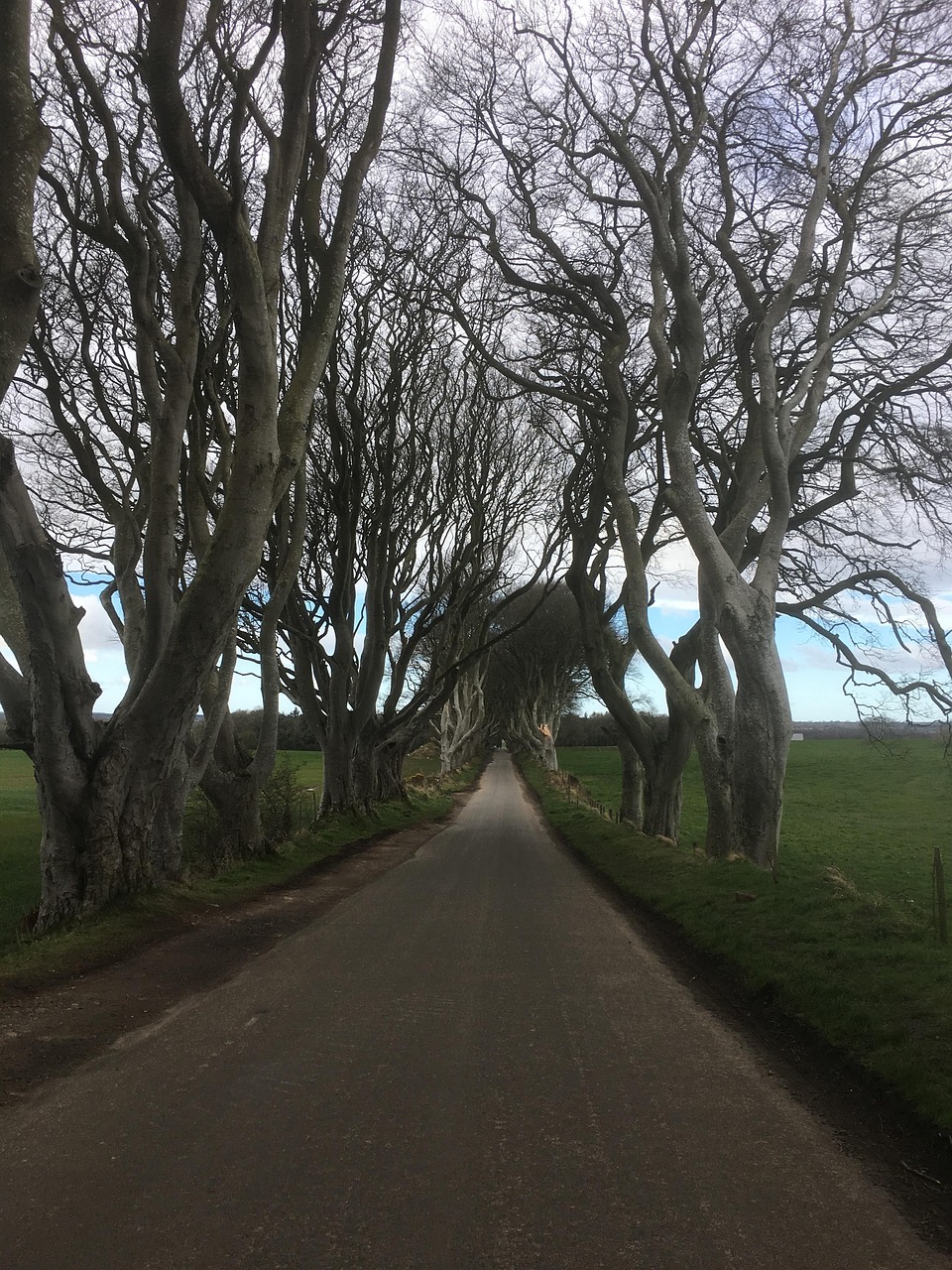 The Dark Hedges beech avenue in winter with bare branches, Northern Ireland