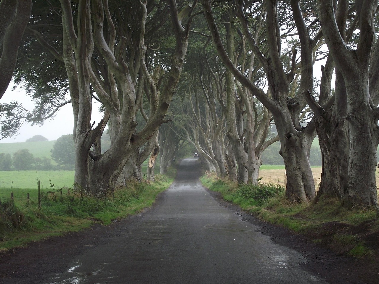 The Dark Hedges beech tree avenue, County Antrim