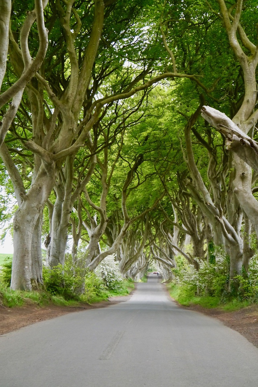 The Dark Hedges beech tree tunnel in summer, looking down the avenue