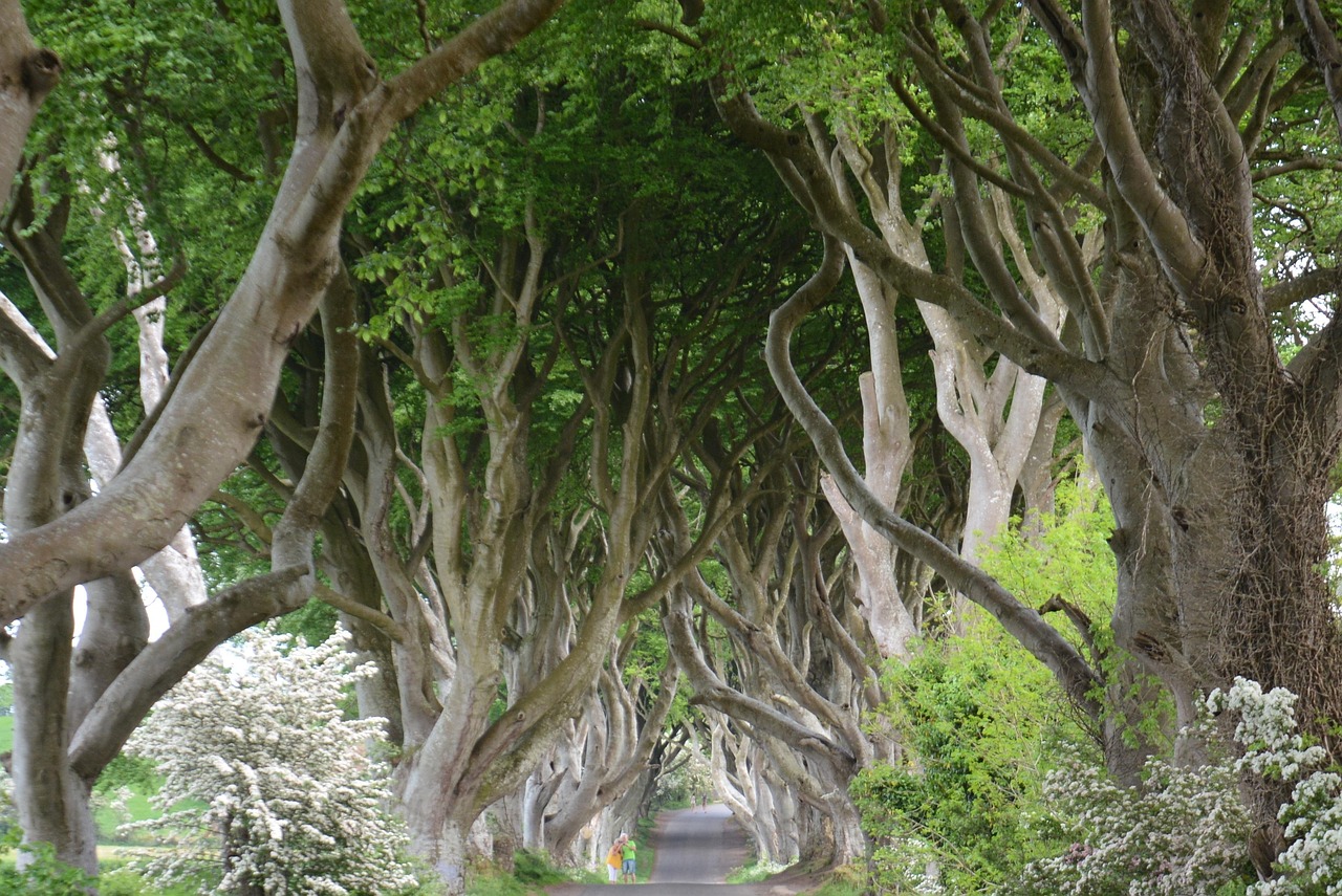 The Dark Hedges - the Kingsroad from Game of Thrones