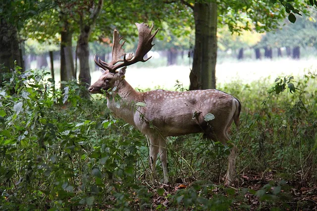 Guide to Finding the Phoenix Park Deer