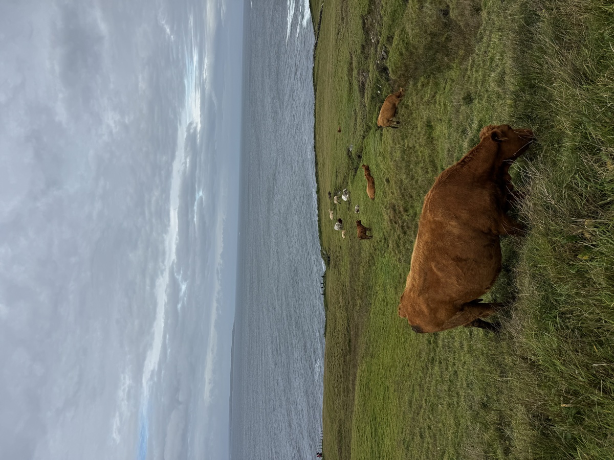 Cattle grazing on green cliffside pastures overlooking the Atlantic Ocean along R478 in Doolin, Ireland