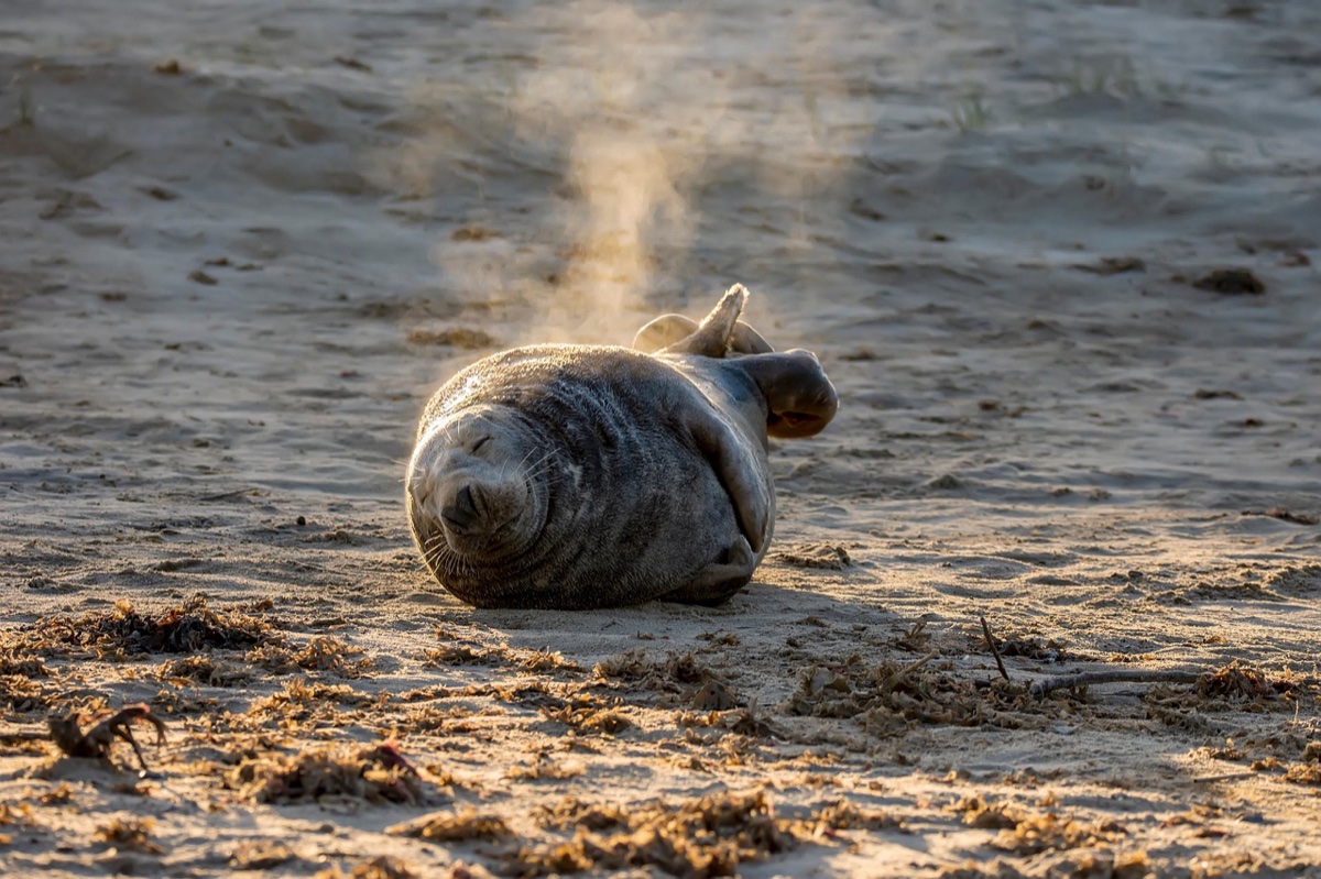 a grey seal exhaling warm breath into golden morning light