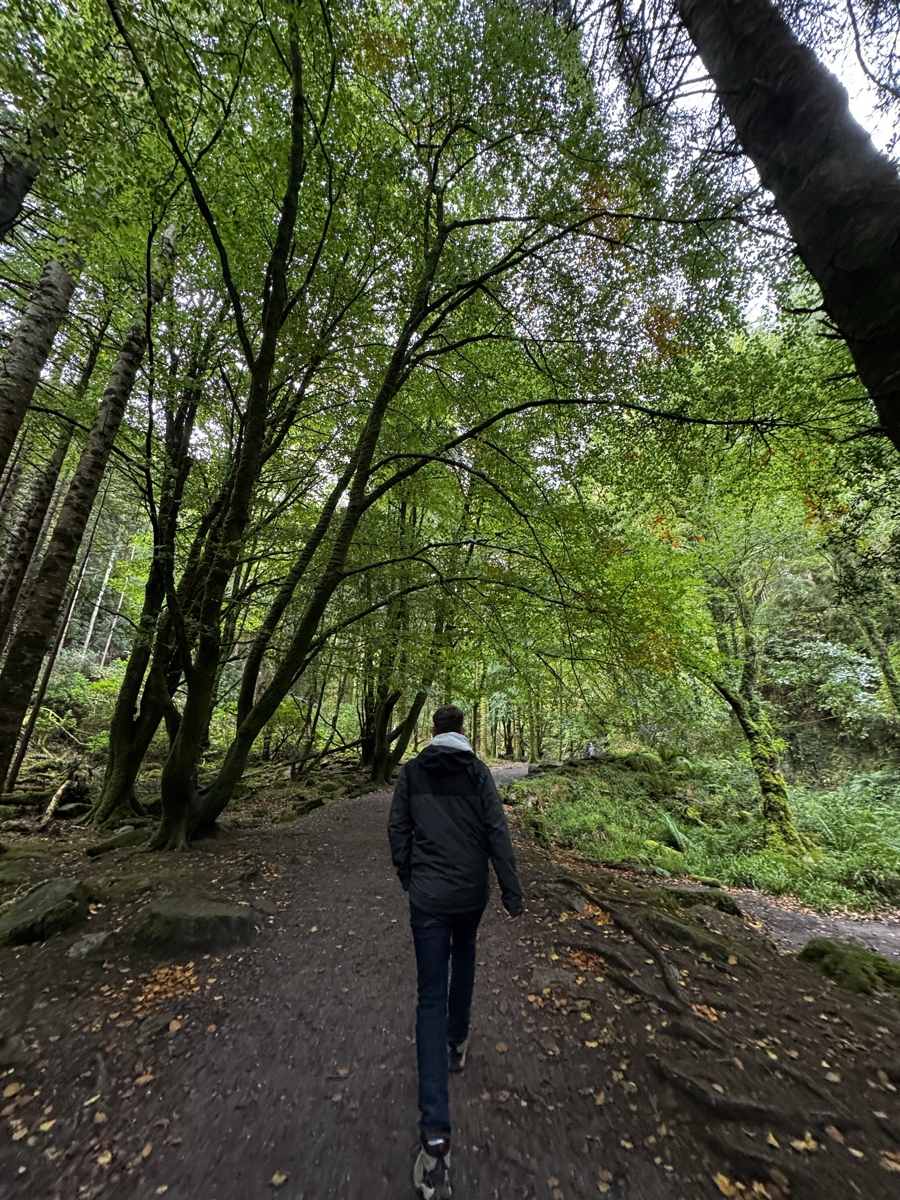 Walking through the ancient woodland trails of Killarney National Park in Kerry