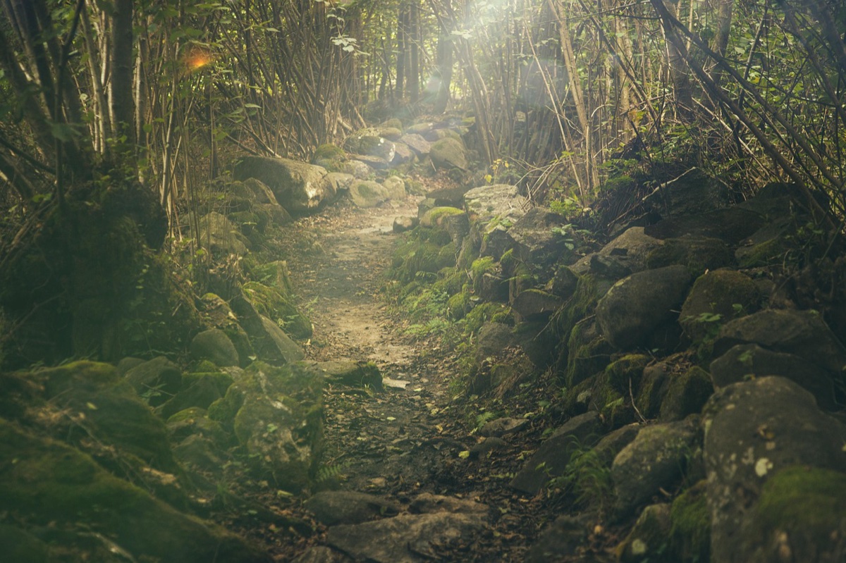 sunlight piercing a moss-lined forest trail into the unknown