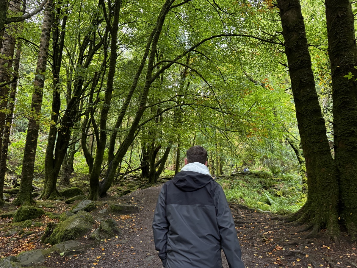 Man walking through ancient mossy woodland in Killarney National Park, County Kerry, Ireland