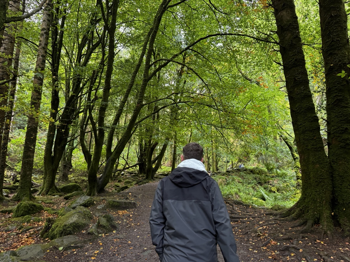 Man walking through ancient mossy woodland in Killarney National Park, County Kerry, Ireland