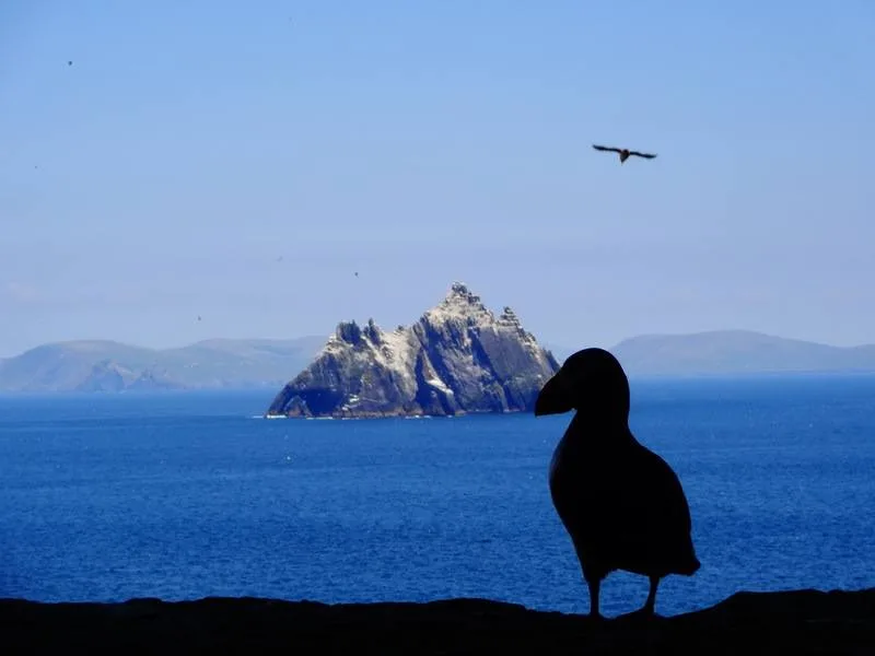 Skellig Michael Puffins: Best Wildlife Experience in Ireland