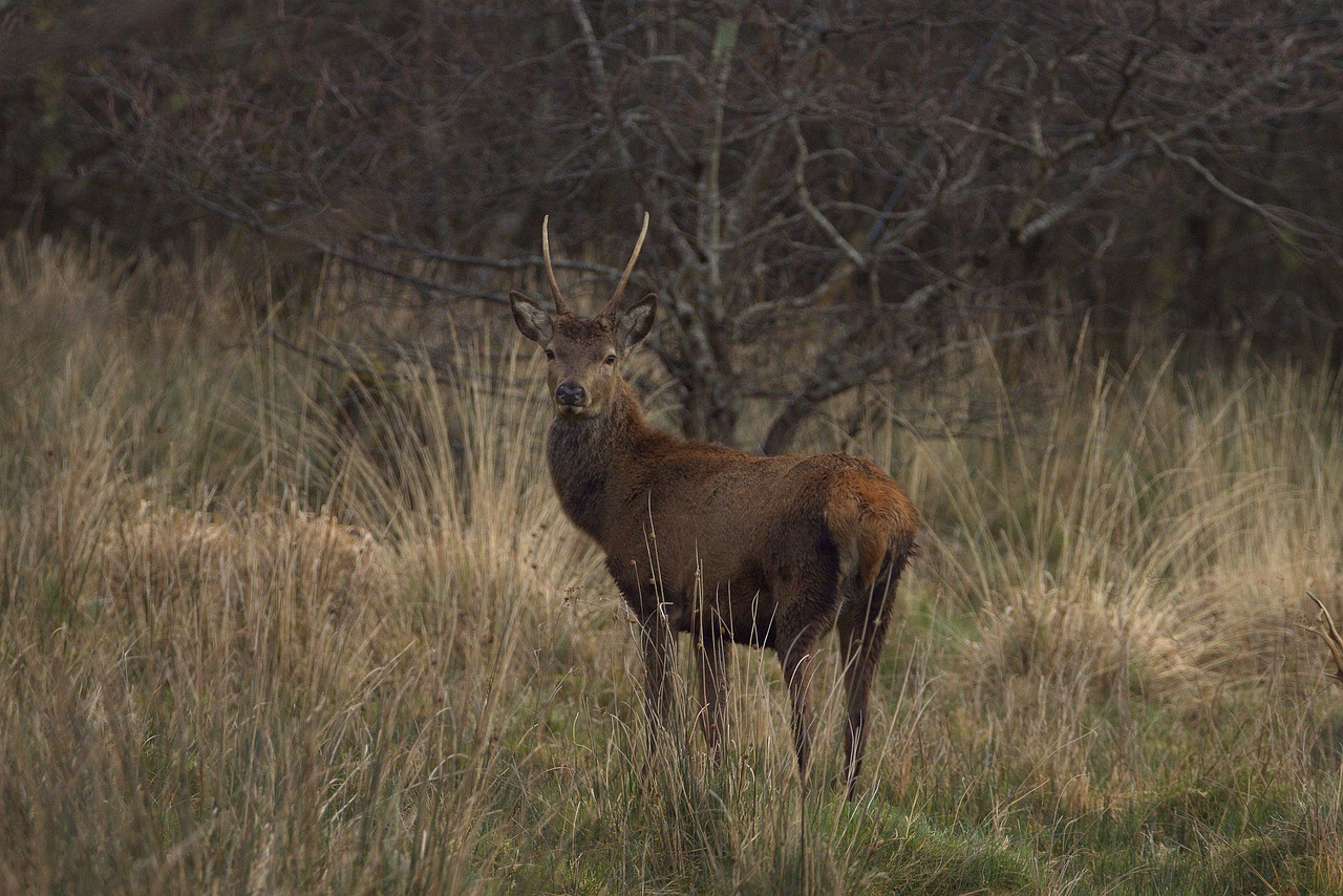 Red deer in the wild, Killarney National Park