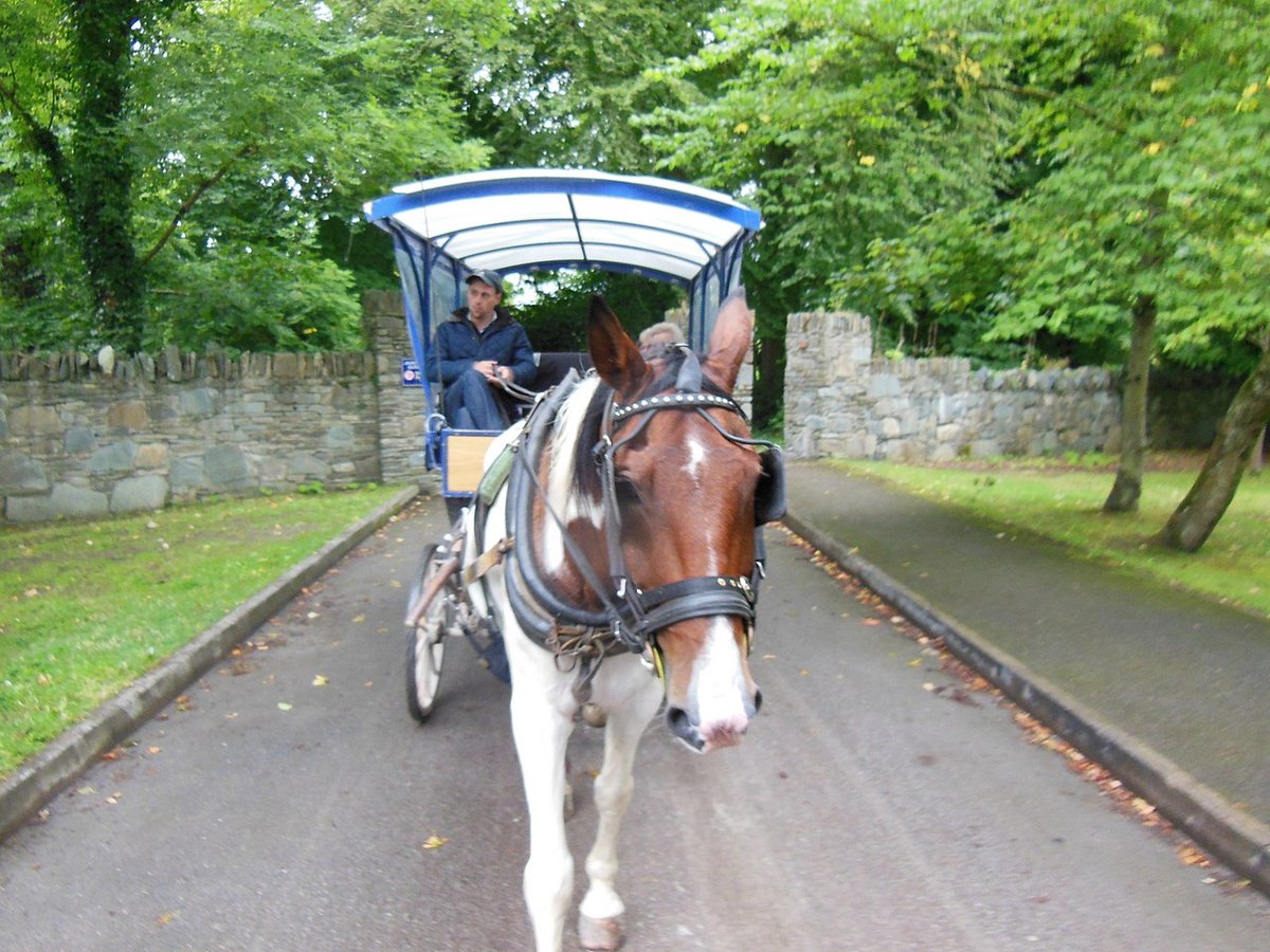Traditional jaunting car tour through Killarney National Park