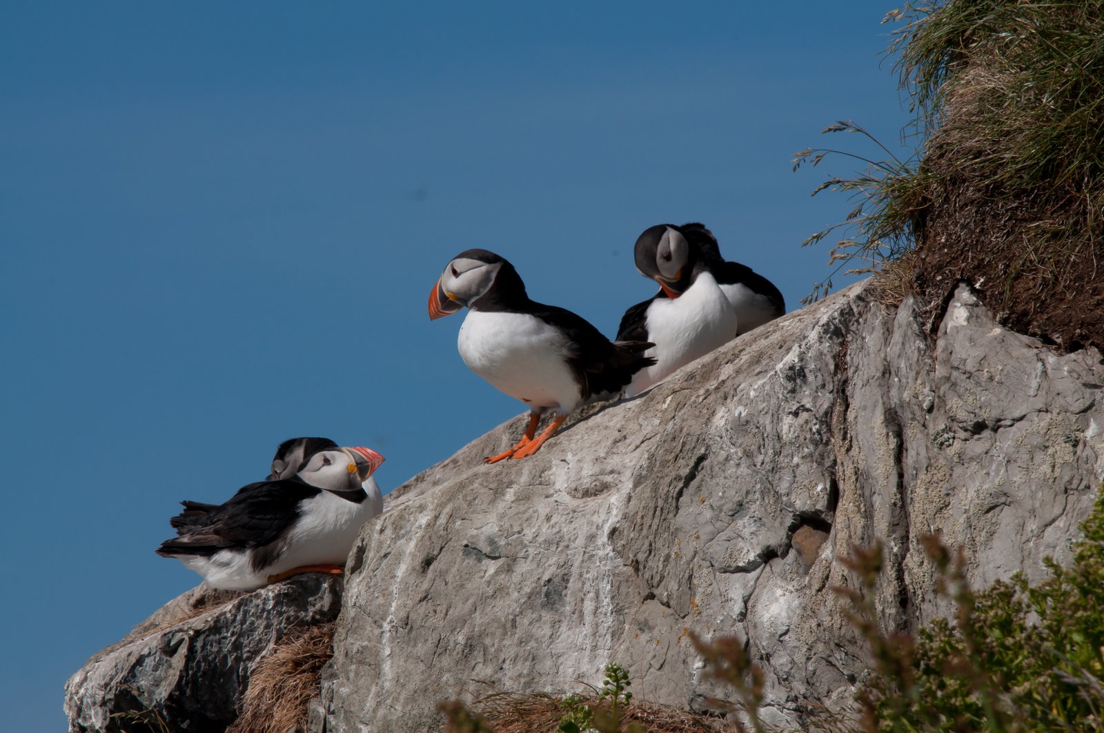 Atlantic puffins on a clifftop against a blue sky in Ireland