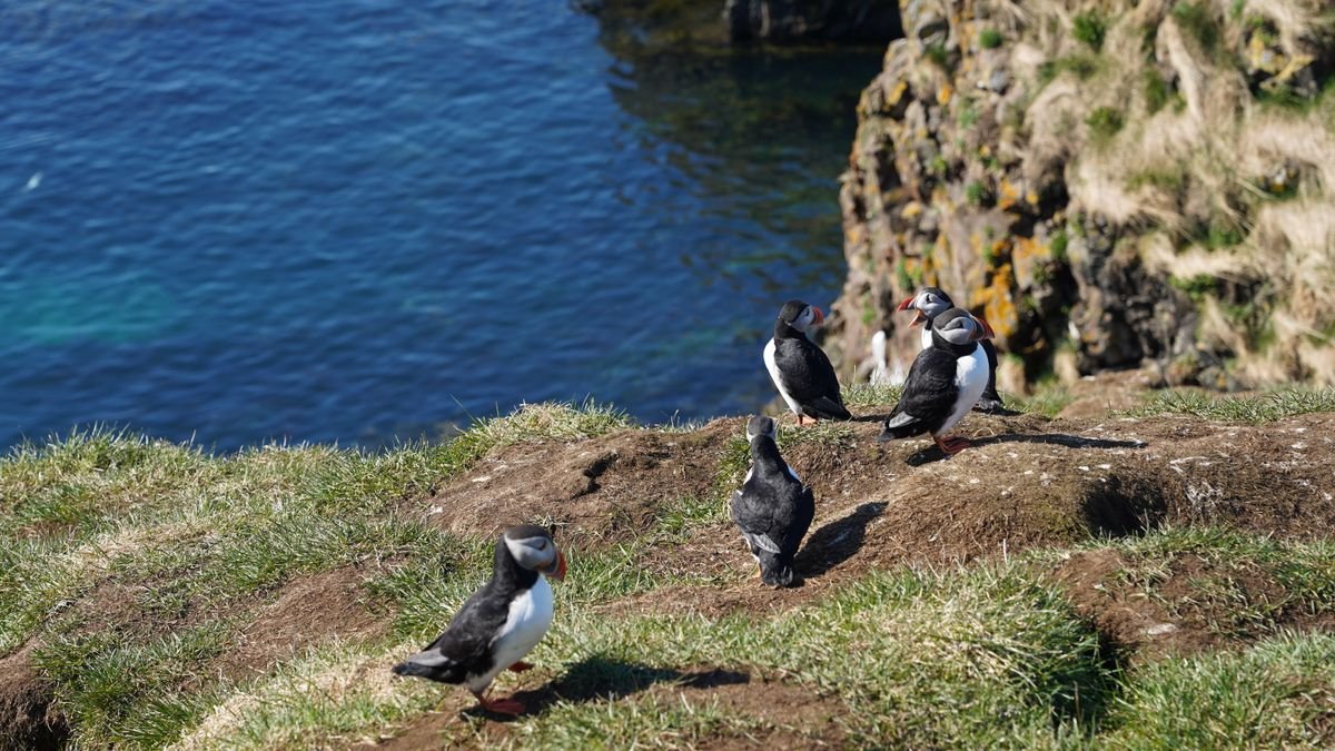 Puffins on the grassy cliff edge at the Cliffs of Moher