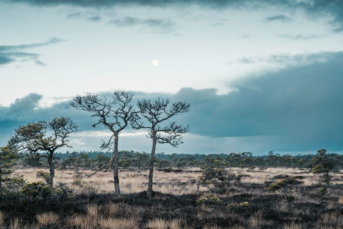 Blanket bog and bog pines in Wild Nephin National Park, County Mayo