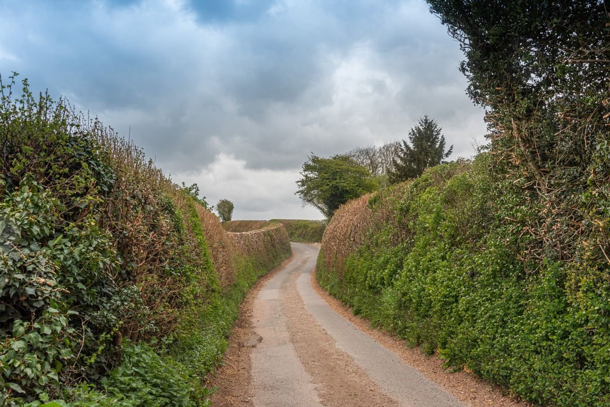 A narrow single-track country lane between tall green hedgerows