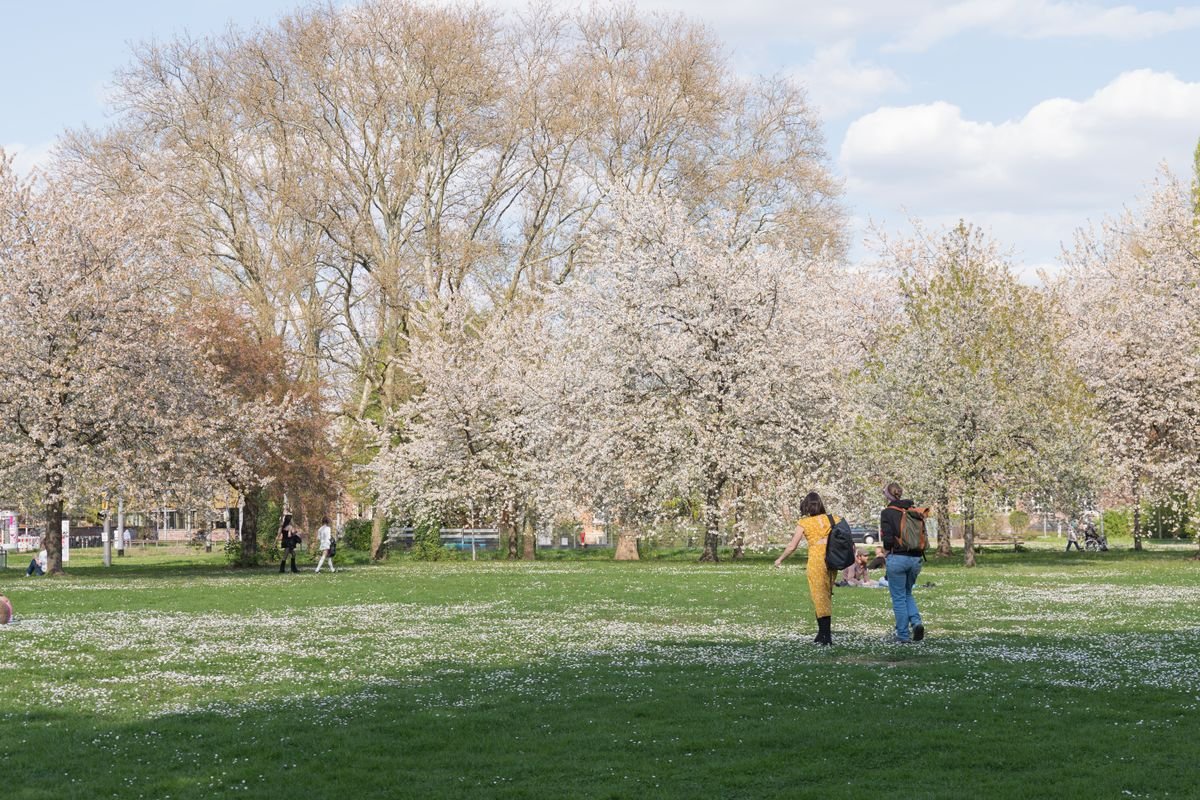 Spring blossom in a city park
