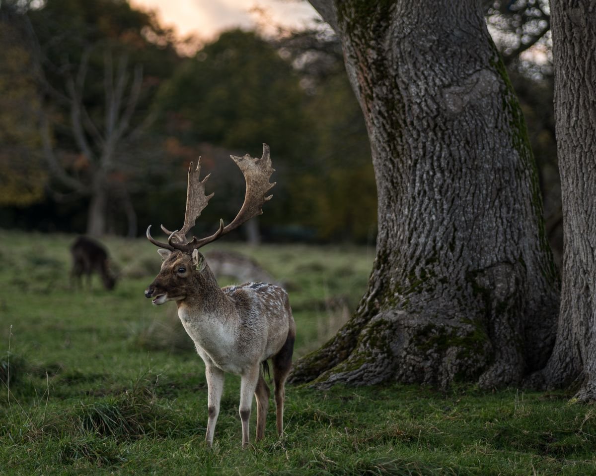 Fallow deer in Phoenix Park in autumn in Dublin in October