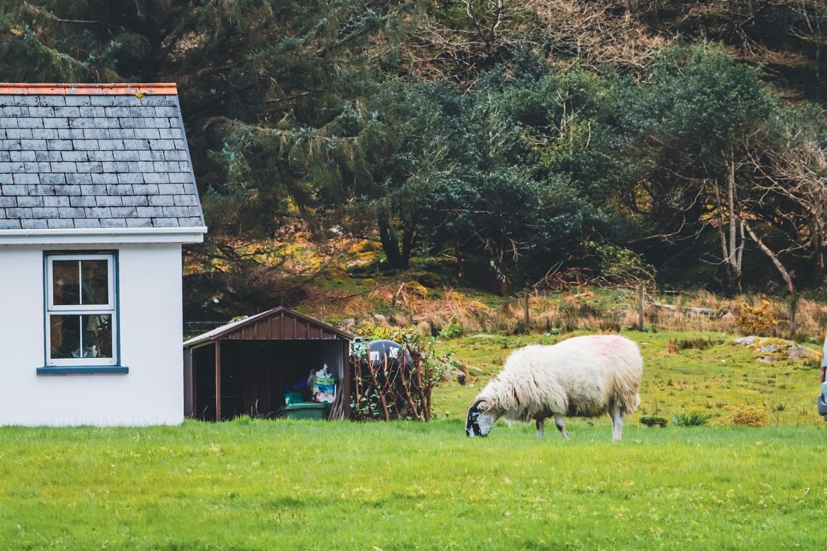 White Irish farm cottage with a sheep grazing in a green field