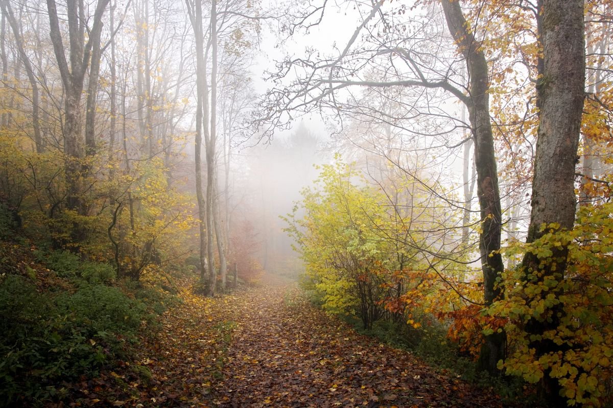 A misty autumn woodland path covered in fallen leaves