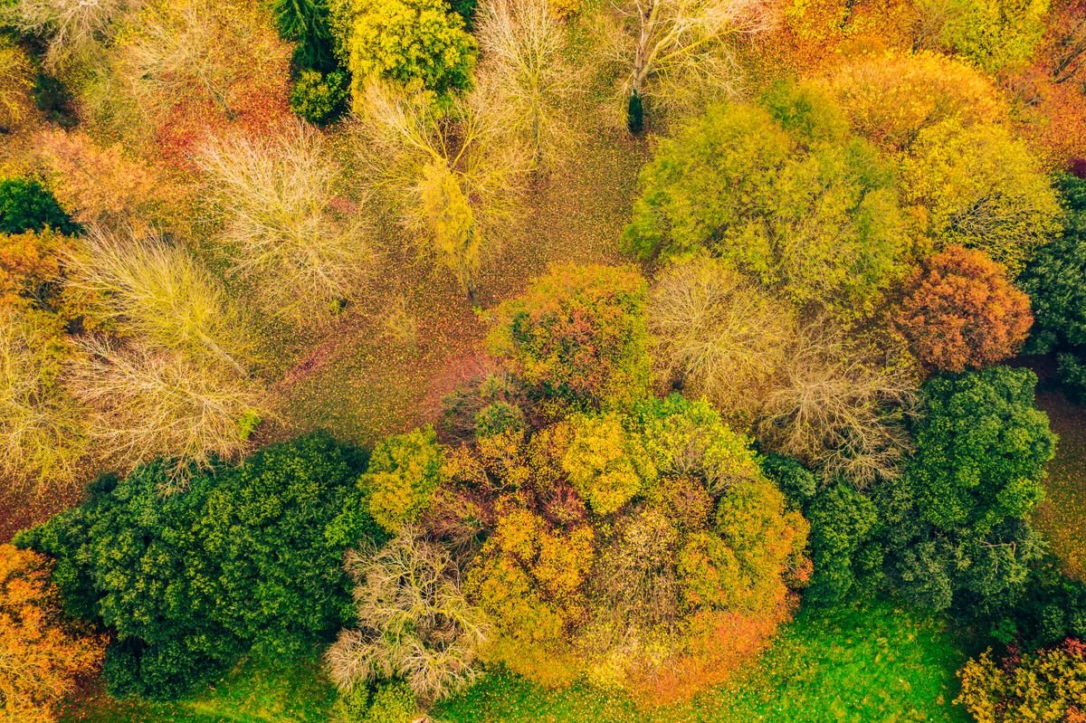 Autumn trees in full fall colour from above