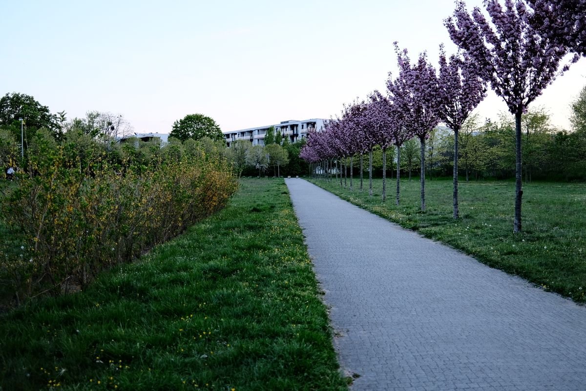 Cherry blossom lining a park path in spring in Dublin in April