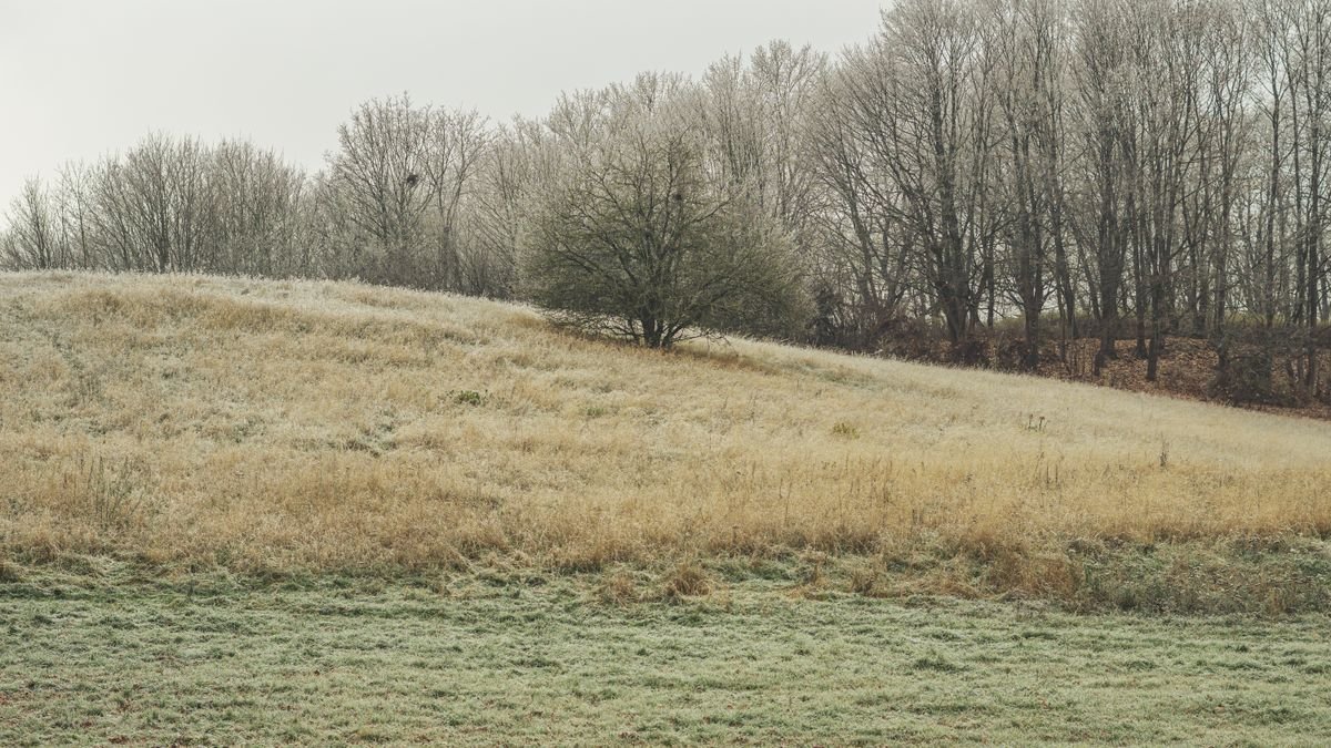 A frosty green Irish hillside with bare trees under a grey winter sky