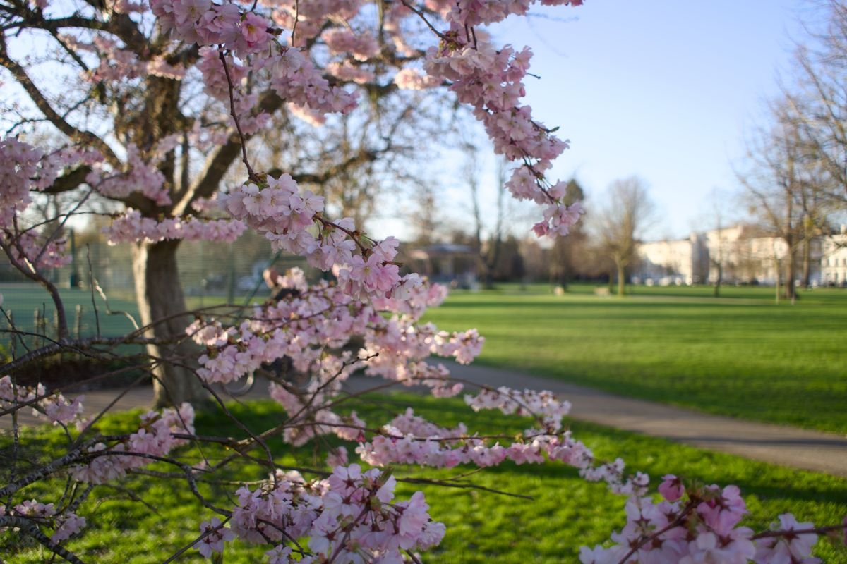 Pink cherry blossom over a green park in spring