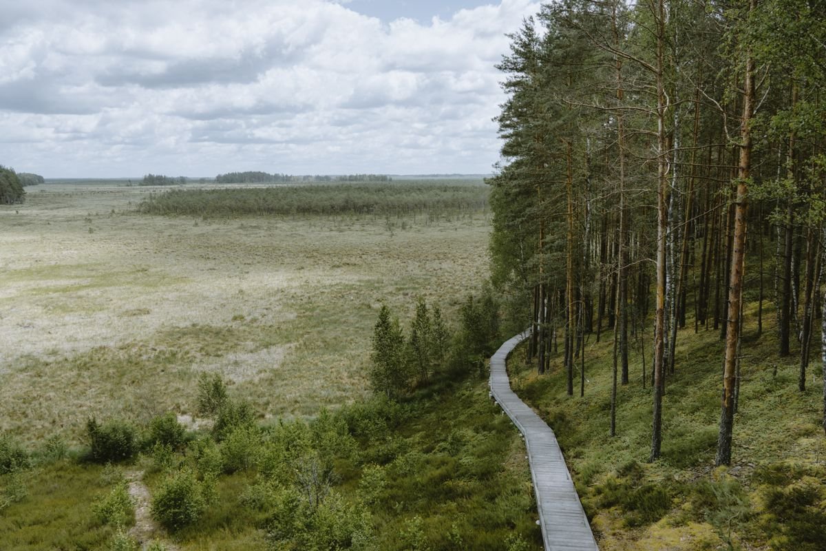A level boardwalk path winding through bog and grassland