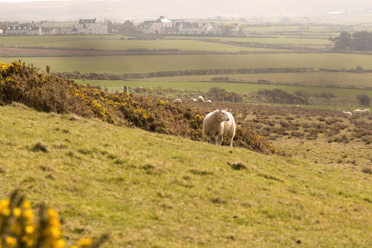 Ireland March spring sheep on hillside with gorse flowering and Irish countryside behind