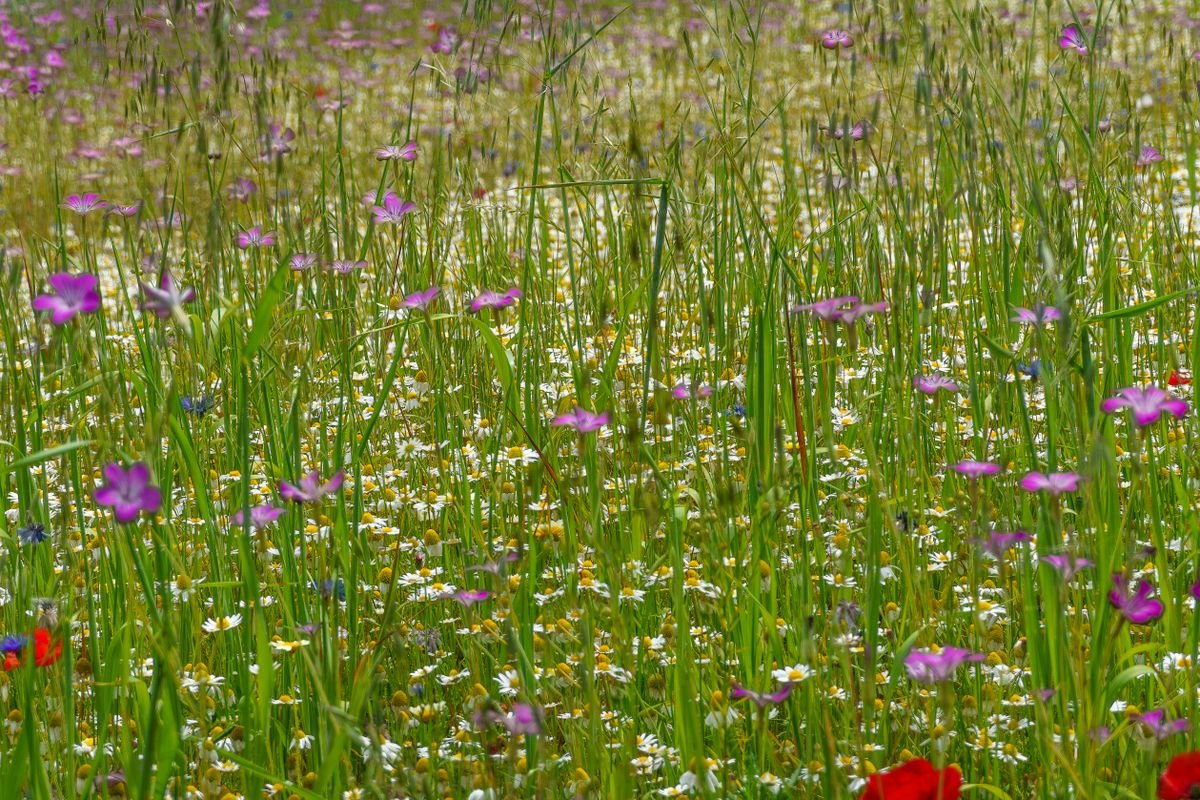 Wildflower meadow in full bloom in May with daisies and purple flowers